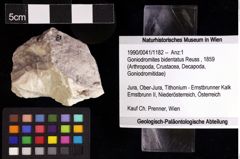 Foto (Objket + Etiketten) von Goniodromites bidentatus (Reuss, 1859) 